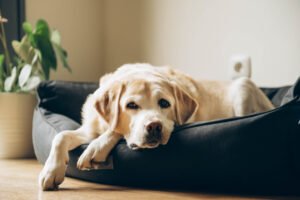 Stylish pet friendly living room with washable sofa, jute rug and dog bed Pet-friendly home decor